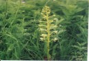 Platanthera chlorantha ©  Pandion Wild Tours